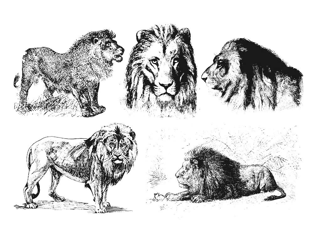 免費(fèi)激光雕刻舊式獅子文件